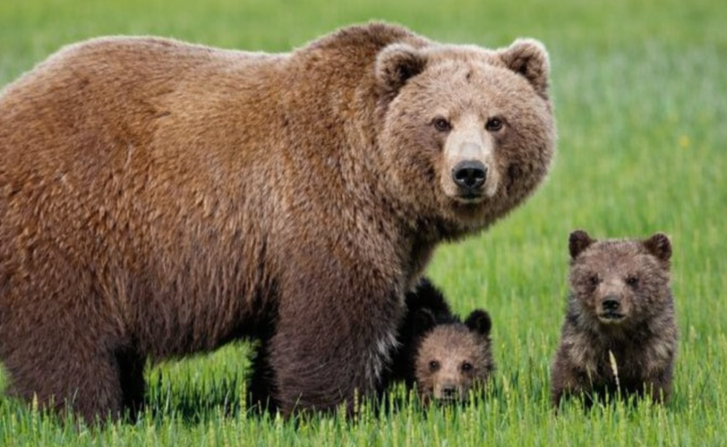 Firefly gpt image il resto della foto deve rimanere identico ma lorsa grande deve guardare verso noi 841180