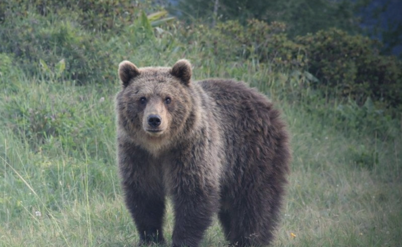 Firefly gpt image lorso deve guardare verso di noi 798018