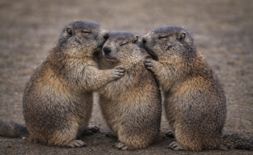 Firefly gpt image sostituisci le nutrie con le marmotte ed allontanale un pochino 51457