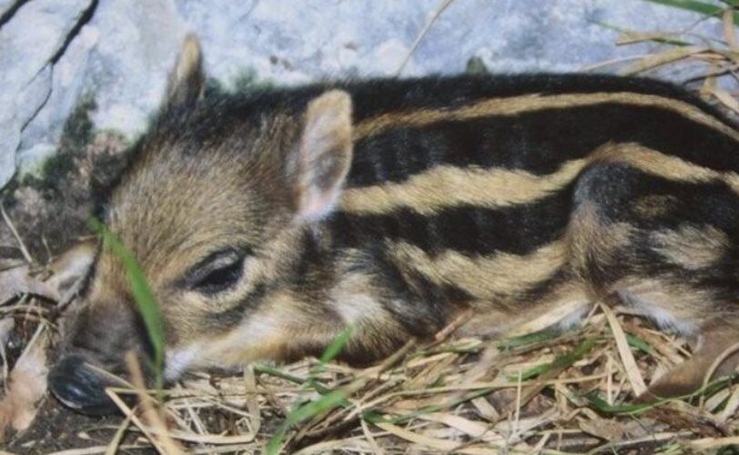 Giunta trentina contro ambiente e animali LAC Lega Abolizione Caccia