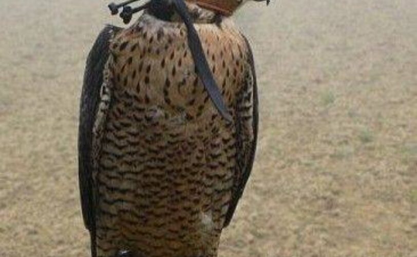 Governo impugna la legge regionale Veneto in materia di falconeria LAC Lega Abolizione Caccia