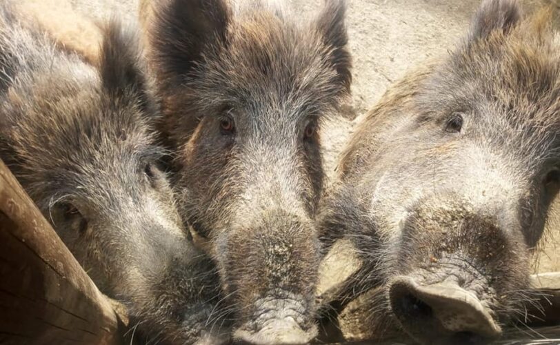 Grosseto LAC denuncia cacciatori per foraggiamento abusivo LAC Lega Abolizione Caccia