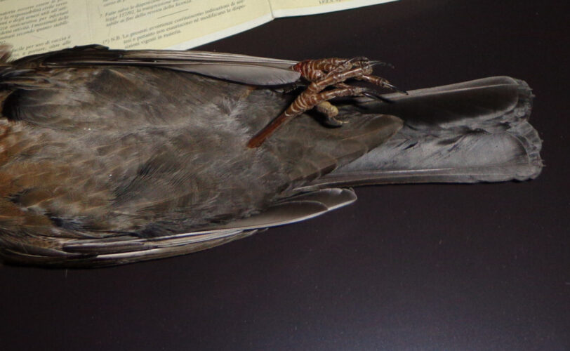 Grosseto Lac contrasta chi delinque LAC Lega Abolizione Caccia