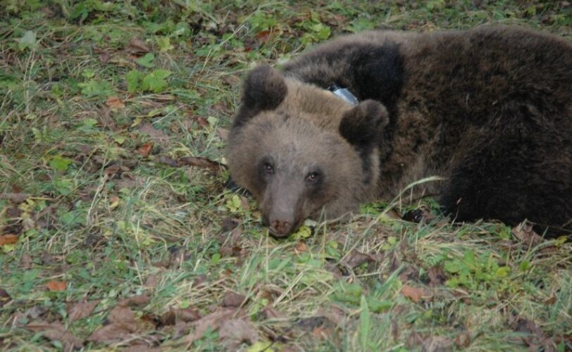 ILLEGITTIMI IL PARERE ISPRA E L ORDINANZA DI CATTURA PER UN ORSO PACIFICO NECESSARI IMMEDIATI INTERVENTI DEI MINISTRI COMPETENTI LAC Lega Abolizione Caccia