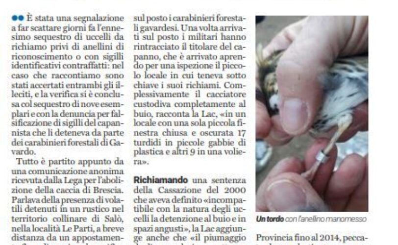 Il fiorente mercato dei richiami vivi Guarda la VIDEOINCHIESTA LAC Lega Abolizione Caccia