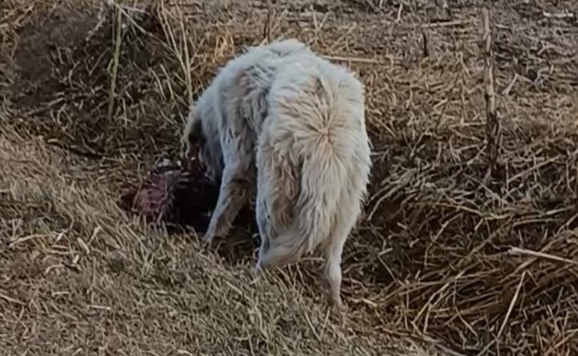 cani maremmani abbandonati che si nutrono di pecore da loro uccise