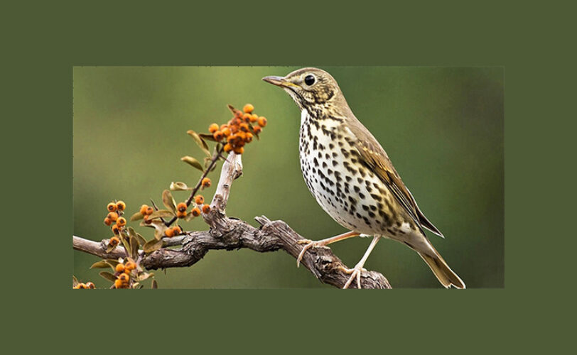 In marcia contro il bracconaggio Il racconto di unesperienza vissuta in Sardegna nel Sulcis in difesa degli uccelli migratori LAC Lega Abolizione Caccia