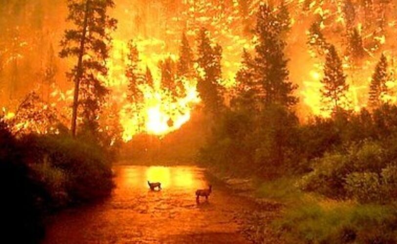 Incendi e Divieto di caccia Corte Costituzionale boccia la Regione Liguria LAC Lega Abolizione Caccia