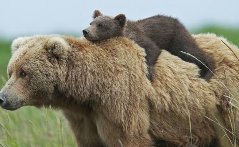 KJ2 GIUSTIZIA PER MAMMA ORSA LAC Lega Abolizione Caccia