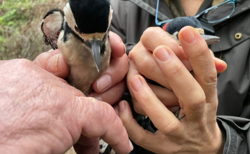 LAC Brescia Cacciatore uccellatore fermato a Montichiari BS LAC Lega Abolizione Caccia