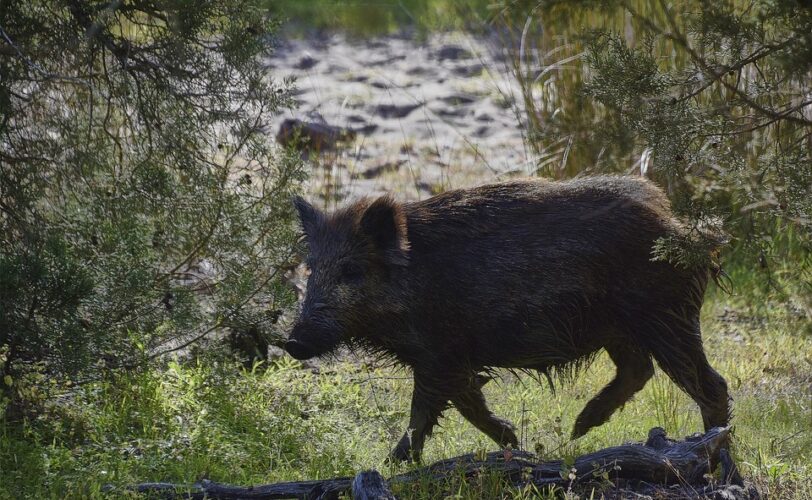LAC Marche Con la scusa del coronavirus Coldiretti vuole riaprire la caccia al cinghiale LAC Lega Abolizione Caccia