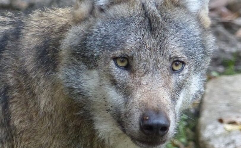 LUPI Trentino LAC Lega Abolizione Caccia