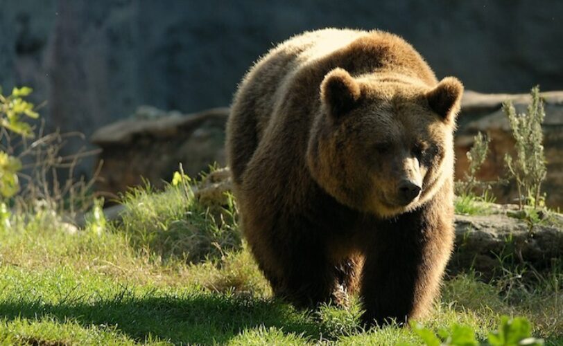 La Montagna è la casa degli animali LAC Lega Abolizione Caccia