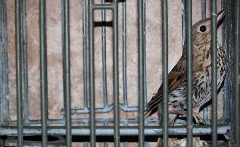 La Regione Lombardia ci riprova autorizzata luccellagione in totale violazione della legge e con i soldi dei contribuenti ENPA LAC LAV LIPU WWF CABS LAC Lega Abolizione Caccia