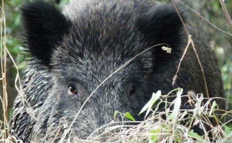 La caccia al cinghiale causa laumento dei danni LAC Lega Abolizione Caccia