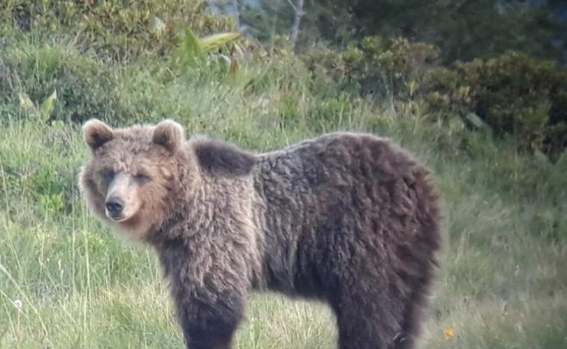 La convivenza possibile con i grandi carnivori e impossibile con i pesticidi LAC Lega Abolizione Caccia