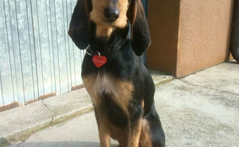Lac sez Padova ottiene condanna per maltrattamenti su 12 cani LAC Lega Abolizione Caccia