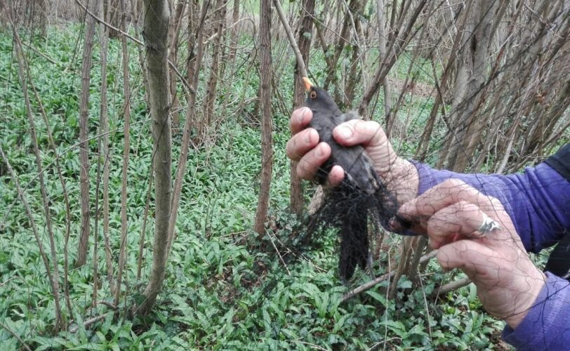 Ladri di avifauna in cerca di impunità sentenza sbarra loro la strada LAC Lega Abolizione Caccia