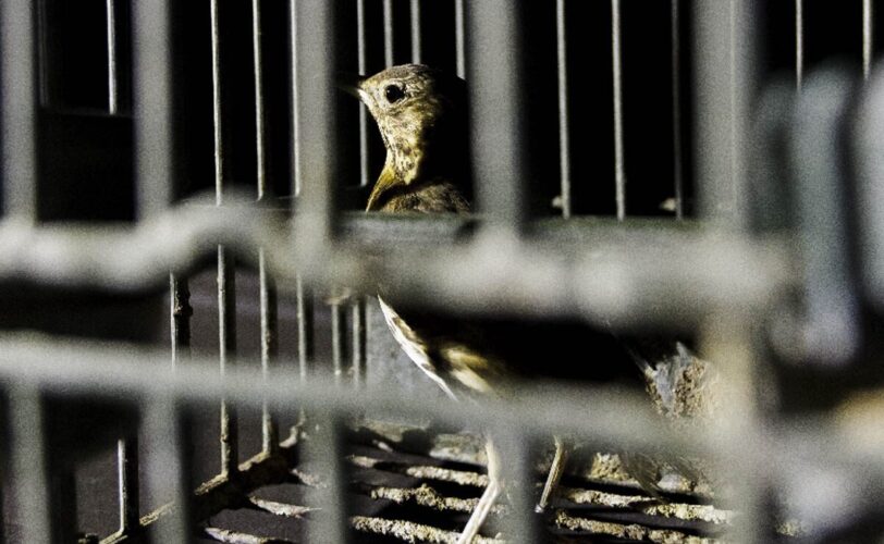 Lombardia sanatoria sui richiami vivi e bracconaggio LAC Lega Abolizione Caccia