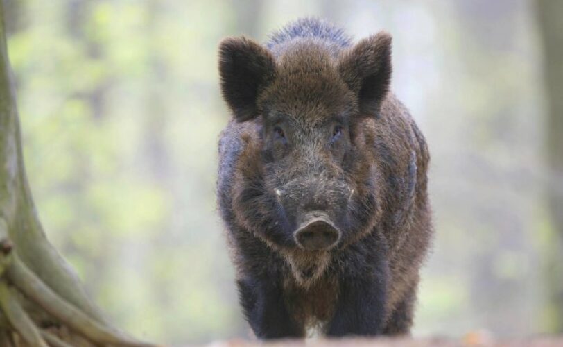 Marche emergenza cinghiali ed allevamenti qualcosa non torna LAC Lega Abolizione Caccia