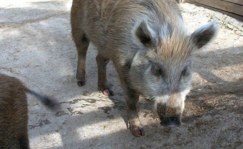 Marche piano di controllo cinghiali illegittimo LAC Lega Abolizione Caccia