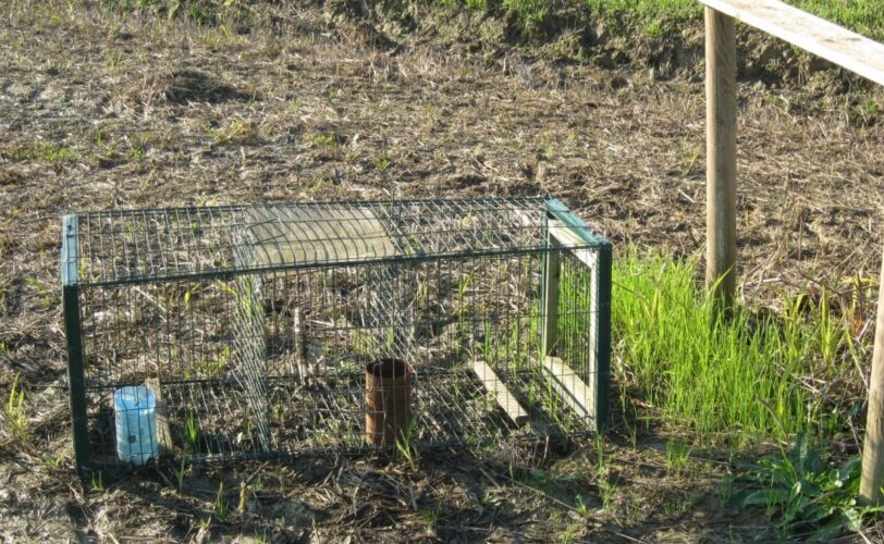 Neutralizzata gabbia trappola per istrice LAC Lega Abolizione Caccia