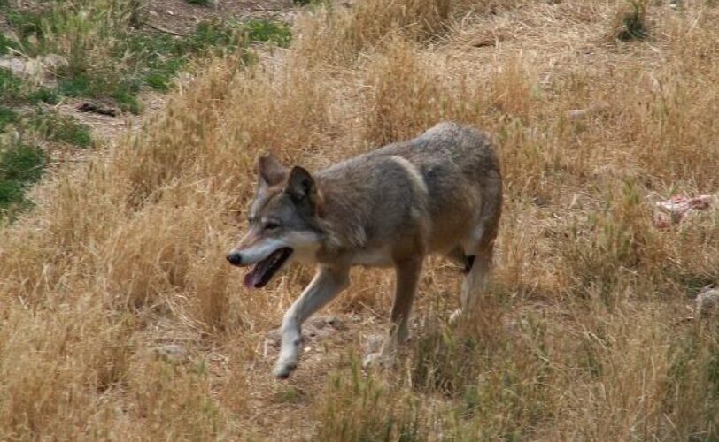 Non uccidere i lupi LAC Lega Abolizione Caccia