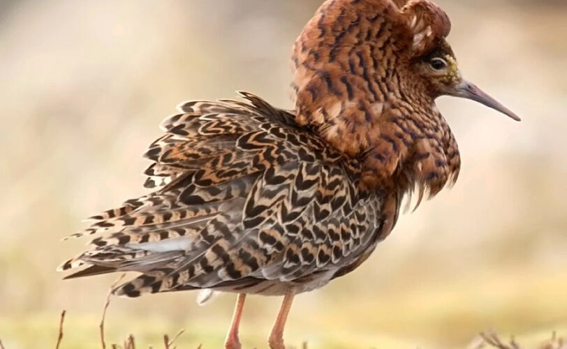 Nuova importante vittoria giudiziaria della LAC al TAR Veneto LAC Lega Abolizione Caccia