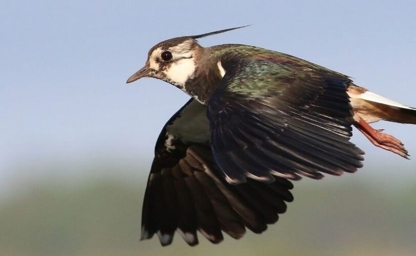 OGGI L APERTURA GENERALE DELLA STAGIONE VENATORIA REGIONI DISASTROSE NELLA GESTIONE DELLA FAUNA SELVATICA LAC Lega Abolizione Caccia