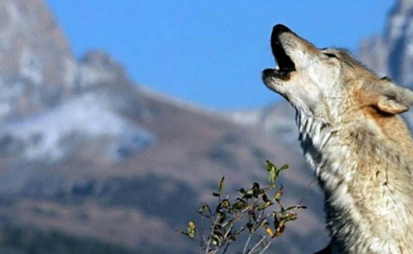 ORSI E LUPI LE REGIONI NON METTANO IL DITO SUL GRILLETTO LAC Lega Abolizione Caccia