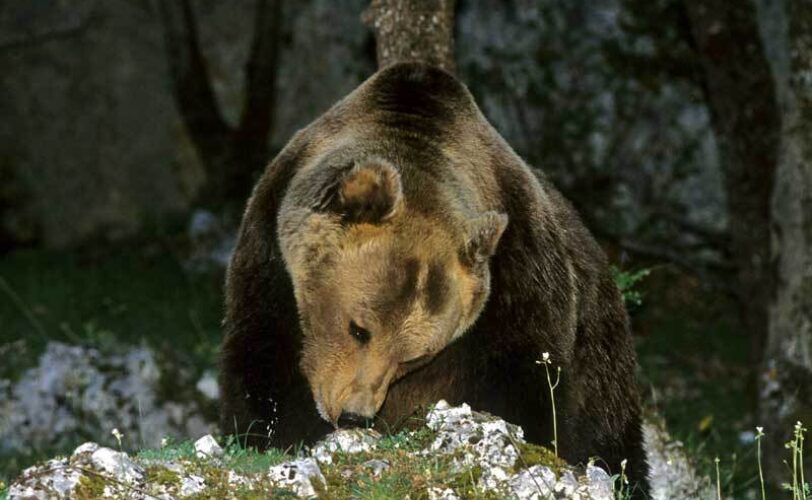 Orso Associazioni a Zingaretti No doppiette vicinanze PNALM LAC Lega Abolizione Caccia