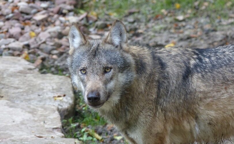 PIANO ABBATTIMENTO LUPI CI RIPROVANO LE REGIONI LAC Lega Abolizione Caccia