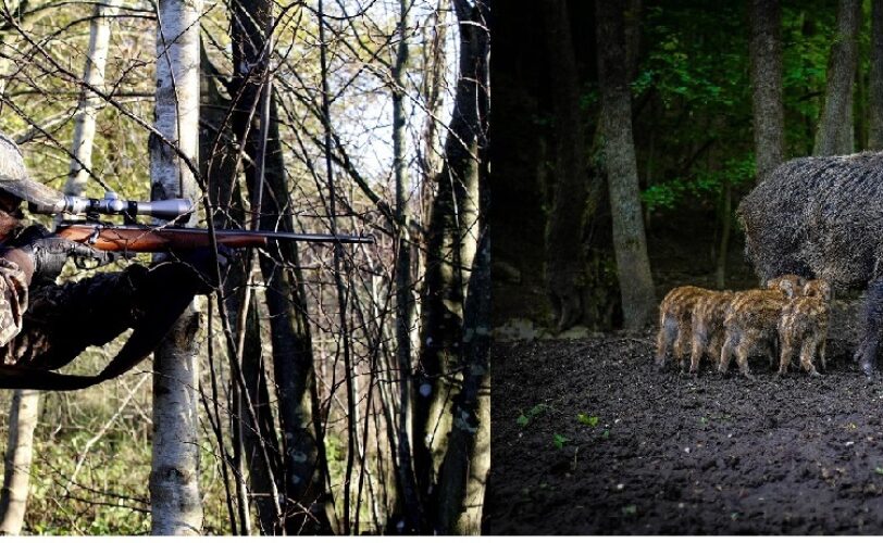 PSA in Lombardia caccia al cinghiale tutto lanno LAC Lega Abolizione Caccia