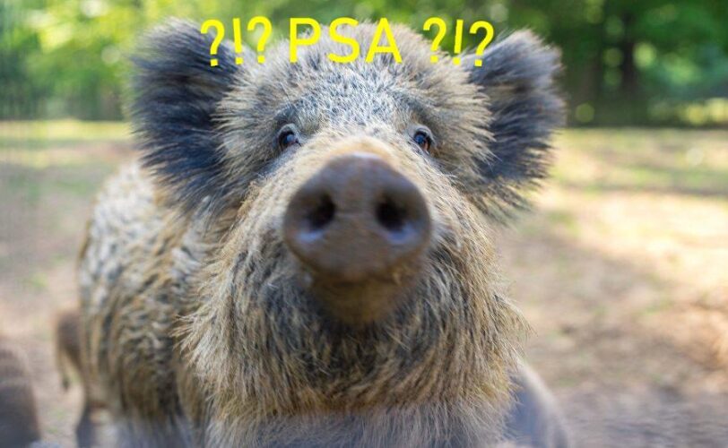 Peste Suina altro pretesto per uccidere cinghiali LAC Lega Abolizione Caccia