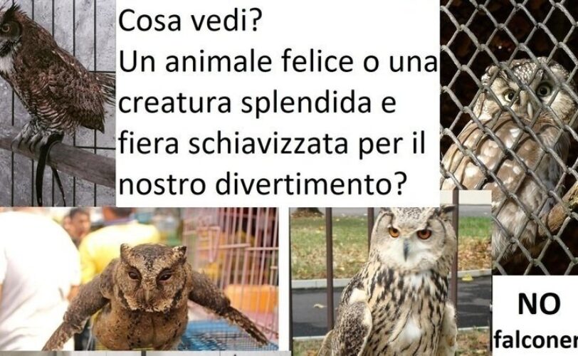 Petizione Vietare lutilizzo di rapaci per attirare clienti nei bar LAC Lega Abolizione Caccia