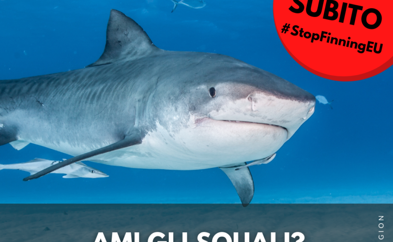 Petizione chiusa Stop Finning cambiamo la legislazione Europea per salvare gli squali LAC Lega Abolizione Caccia
