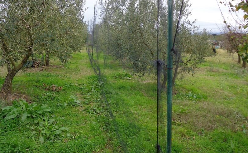 Pisa uccellagione gabbia trappola e animali particolarmente protetti uccisi LAC Lega Abolizione Caccia