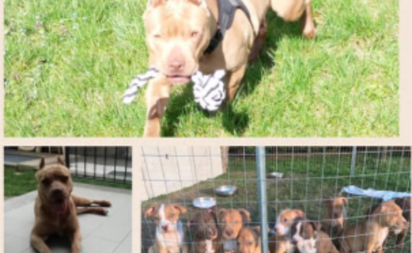 Pontelogno PD Confiscati 11 Pitbull e condannato laguzzino LAC Lega Abolizione Caccia