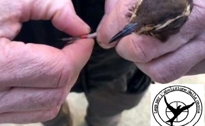 Pullus Freedom Maxi operazione contro il traffico illecito di avifauna la LAC si congratula LAC Lega Abolizione Caccia