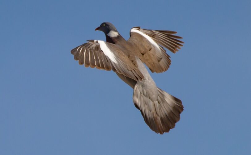 Regione Liguria censurata nuovamente dalla Corte Costituzionale LAC Lega Abolizione Caccia