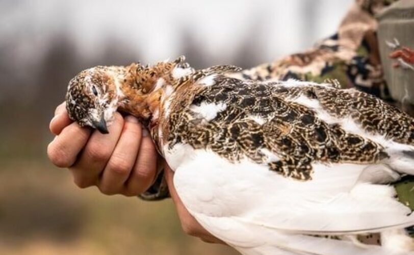 Report Ispra sulla caccia oltre 6 milioni di uccelli uccisi a stagione LAC Lega Abolizione Caccia
