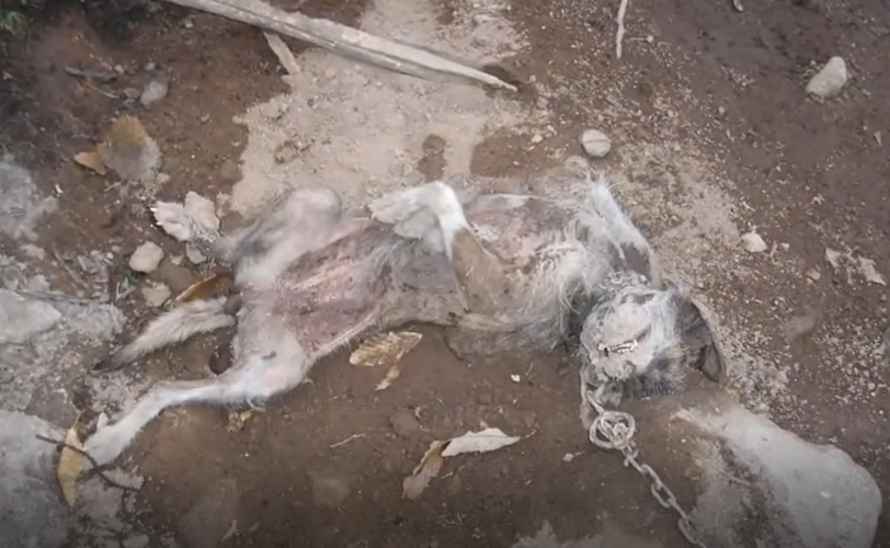 Roccatederighi GR cacciatore condannato LAC Lega Abolizione Caccia