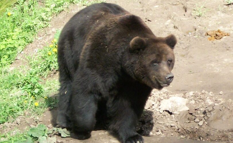 Salviamo mamma orsa KJ2 LAC Lega Abolizione Caccia