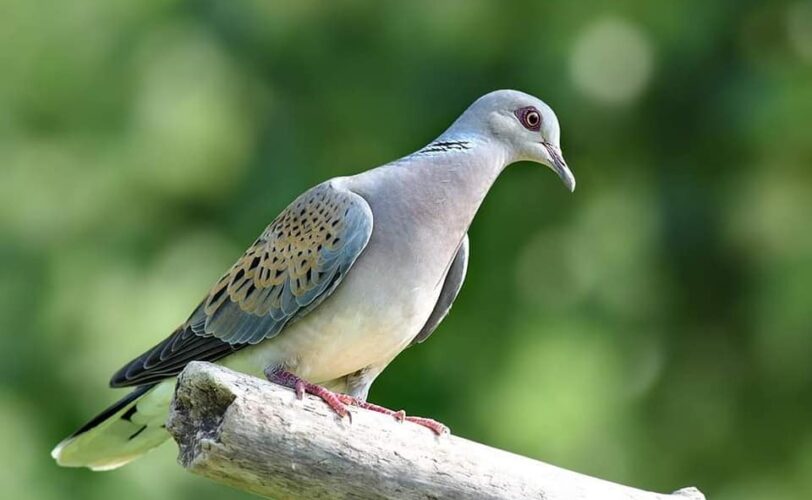 Sicilia salva la tortora Sospeso ennesimo decreto truffa LAC Lega Abolizione Caccia