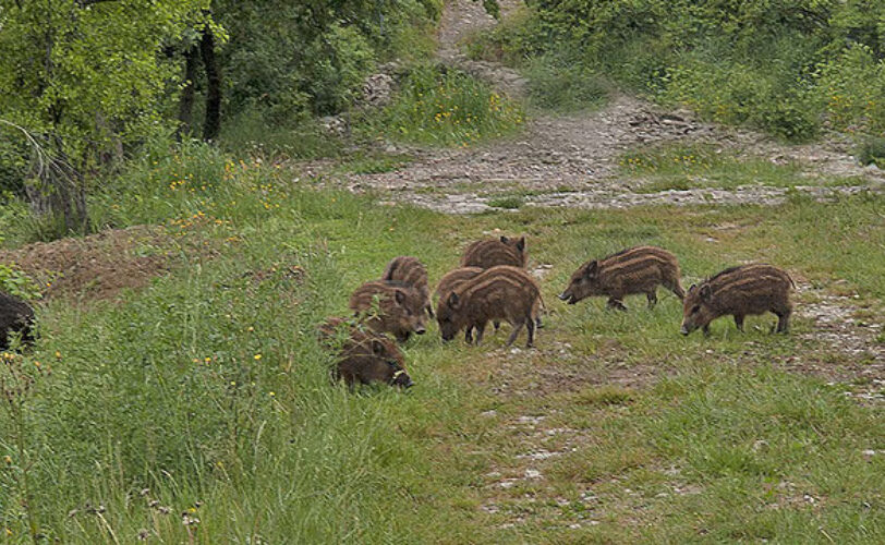 UN ENNESIMO REGALO DI REGIONE LOMBARDIA ALLA LOBBY DELLA CACCIA LAC Lega Abolizione Caccia