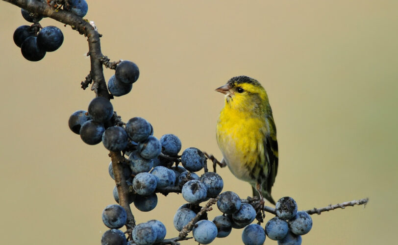 Uccellatore sorpreso e denunciato da Guardie LAC Lecco LAC Lega Abolizione Caccia