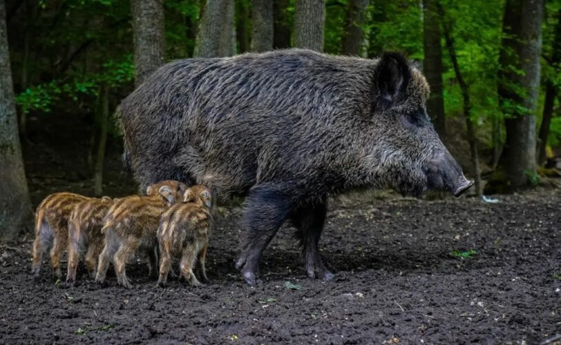Uccideteli Ma la scienza parla chiaro LAC Lega Abolizione Caccia