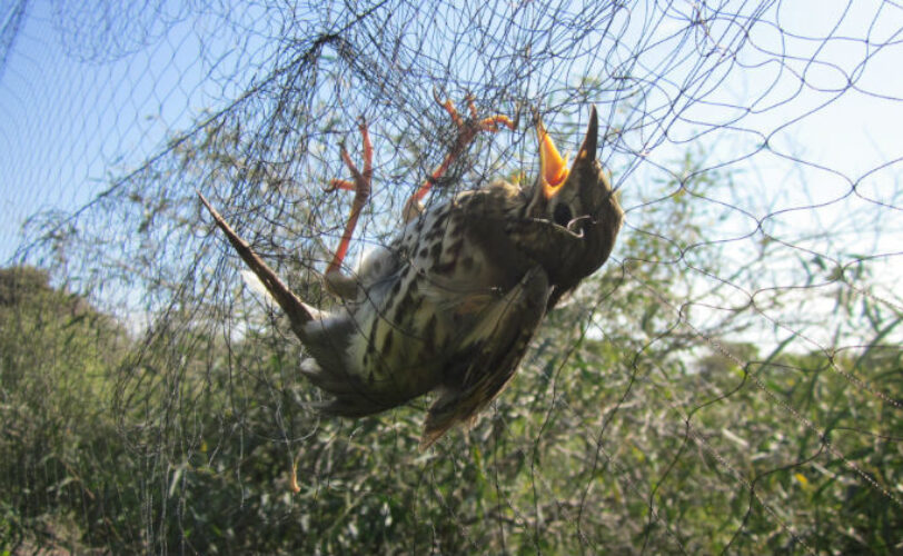Verso la fine di tutta la caccia in deroga tradizionale in Europa LAC Lega Abolizione Caccia