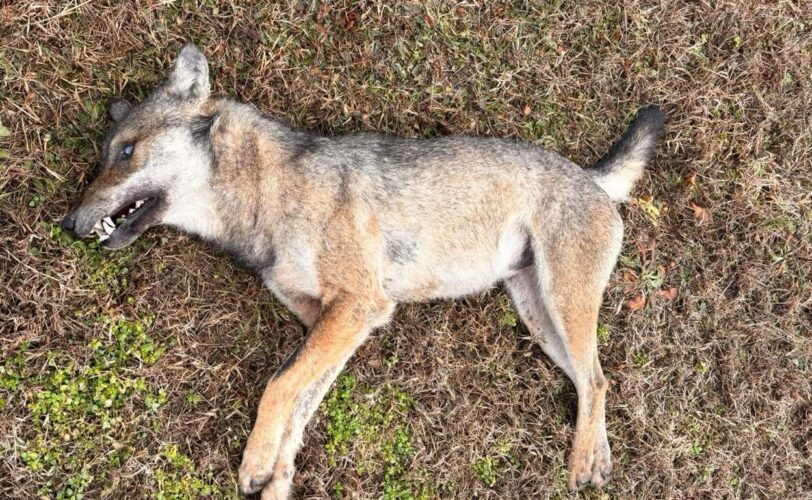 immagine di lupo avvelenato