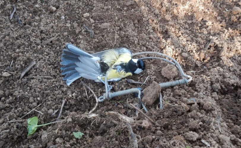 Cinciallegra morta nel sep